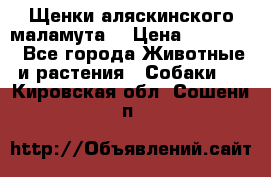 Щенки аляскинского маламута  › Цена ­ 15 000 - Все города Животные и растения » Собаки   . Кировская обл.,Сошени п.